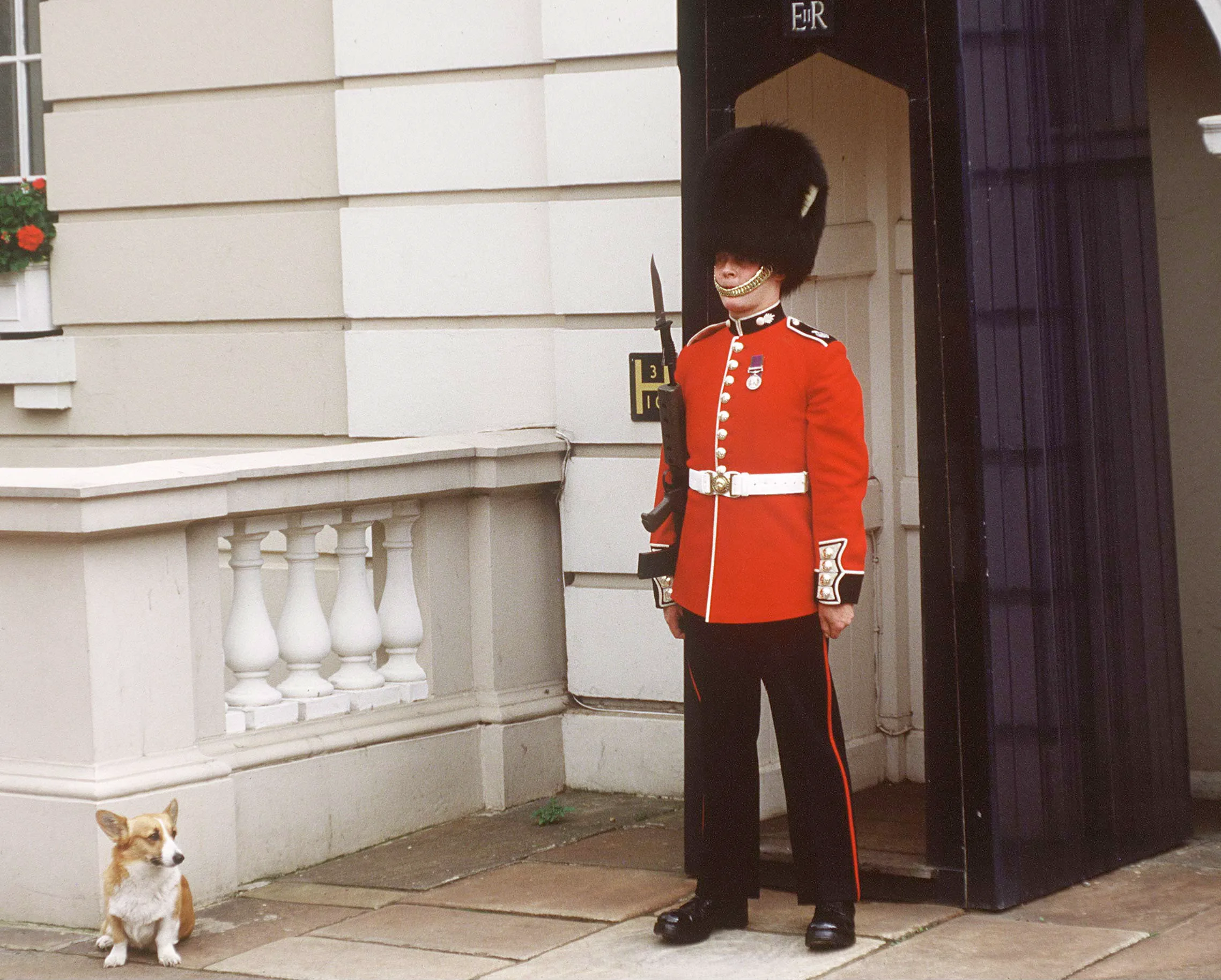 Royal Corgi