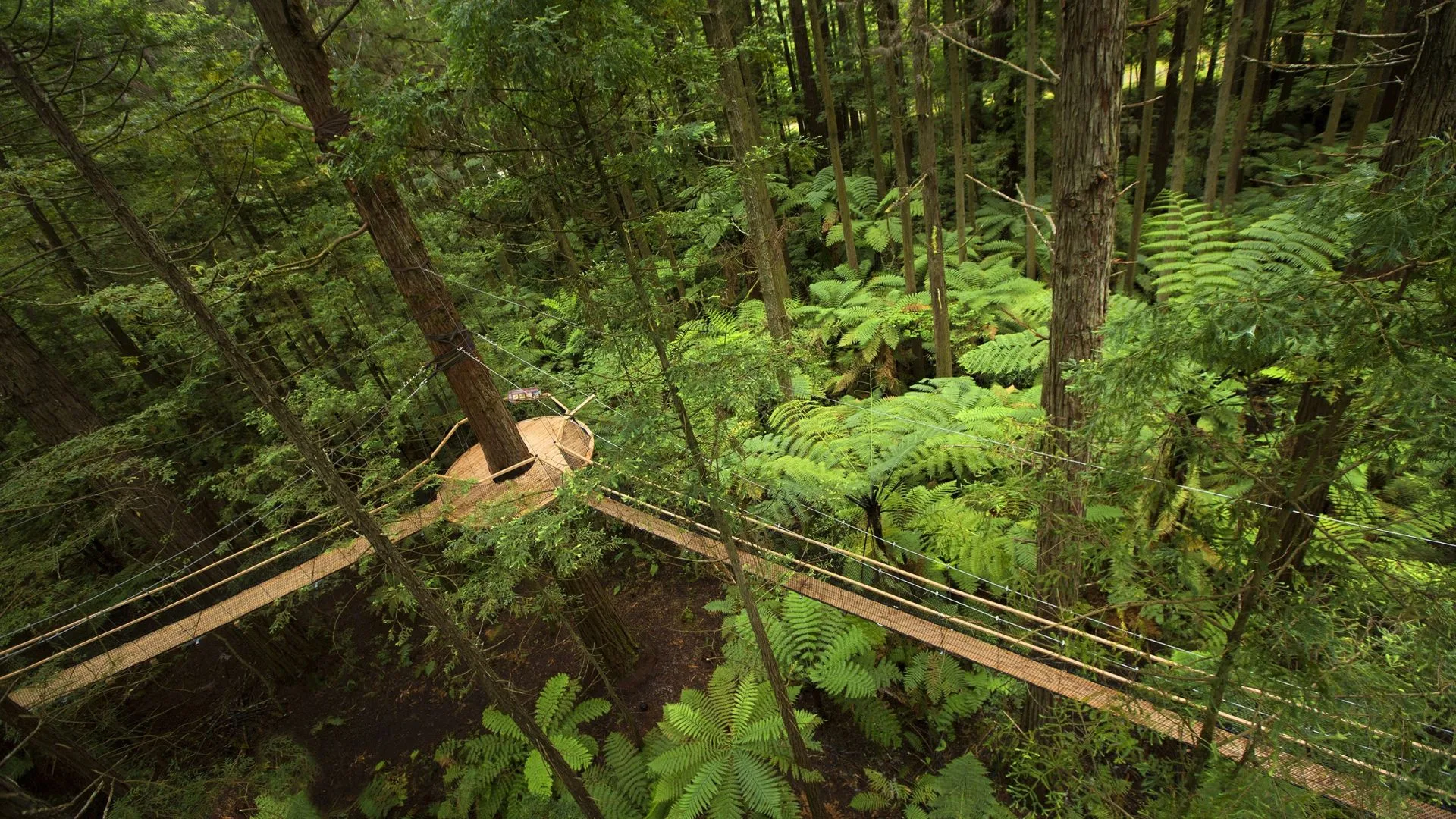 redwoods-forest-rotorua credit redwoods treewalk