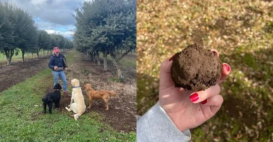 tasmanian-truffle-farm