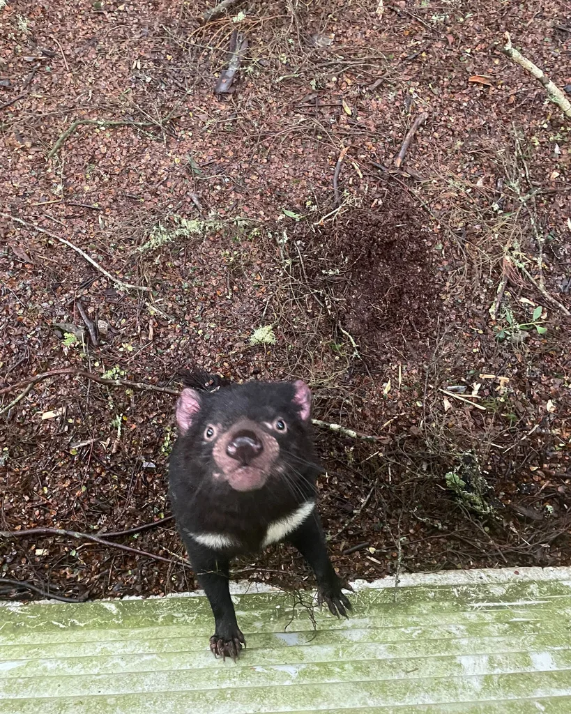 tasmanian-devil-sanctuary-tasmania