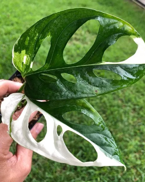 Half Moon Monstera