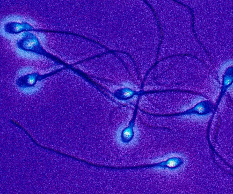 Do Men Have A Biological Clock? Science Finally Has An Answer