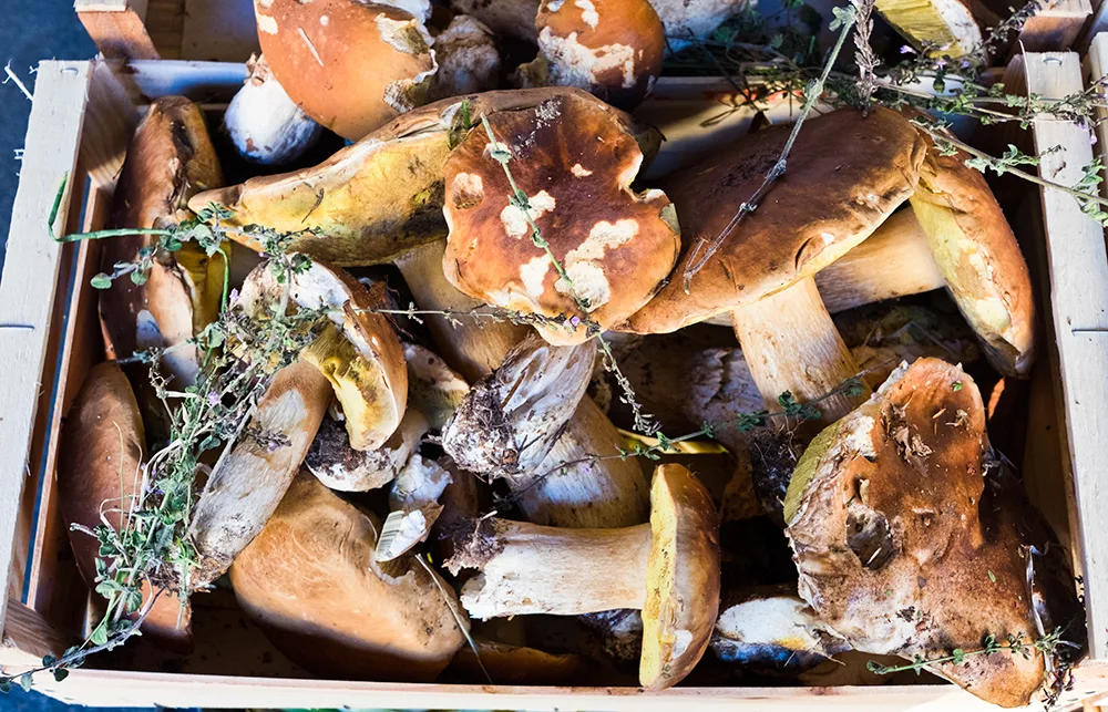 Mushrooms from the Florence food markets.