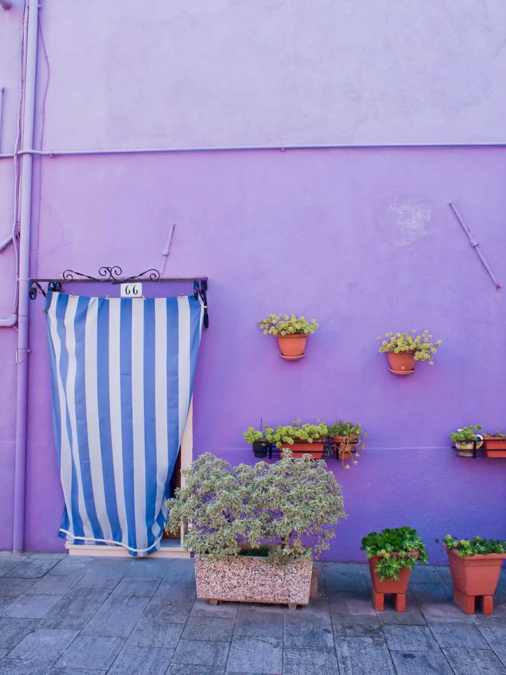 Purple wall with flowers in Venice