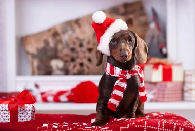 6 of the best Christmas treats for pets