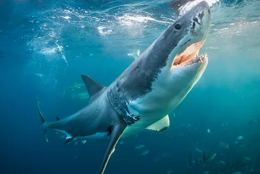 Teenage Girl Dies After Being Attacked By A Shark In Western Australia
