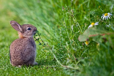 Australia’s Animal Testing Laws Are Changing For The Better