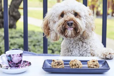 A Sydney Café Has Launched A ‘Dogustation’ Brunch Menu So Your Pup Can Eat Too