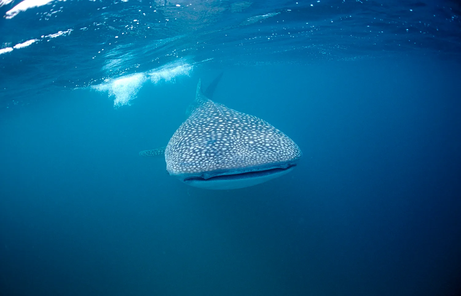 whale sharks wa ningaloo reef