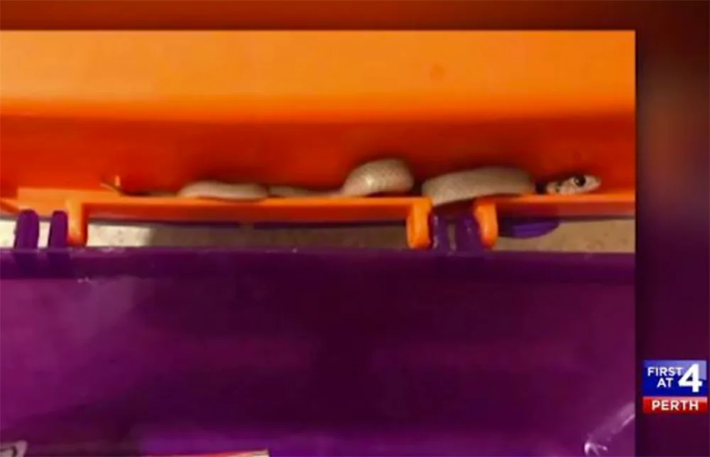 snake in lunchbox