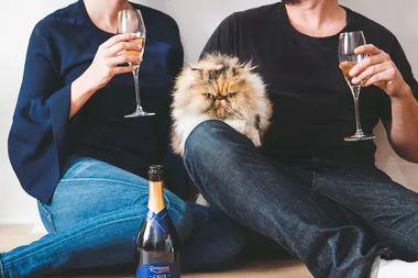 Cat Owners Drink Double The Champagne Of Dog Owners, Study Finds