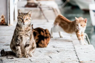 This Greek Island Sanctuary Wants To Pay Someone To Live With Cats