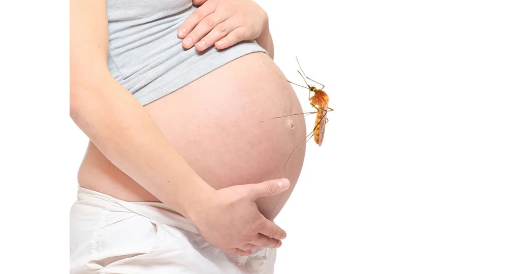 Pregnant woman holding her belly with a large mosquito perched on it.