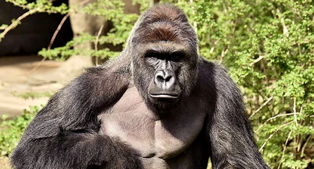 Gorilla standing with foliage background, displaying a calm demeanor.