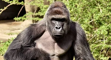 Mother Speaks Out After Outrage Over Gorilla Shooting