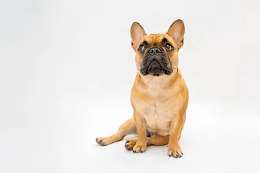 You Need To Watch The Trailer For The Netflix Documentary ‘Dogs’