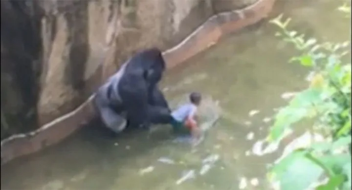 A gorilla sitting near a child in a shallow water enclosure with rocky walls and plants nearby.