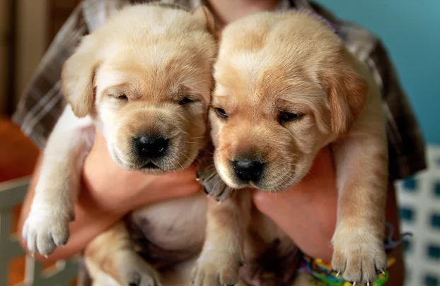 Two adorable golden retriever puppies being held close together by a person.