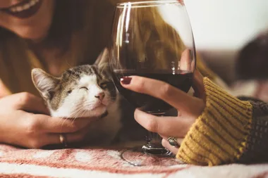 Stop Everything, It’s Officially National Drink Wine With Your Cat Week