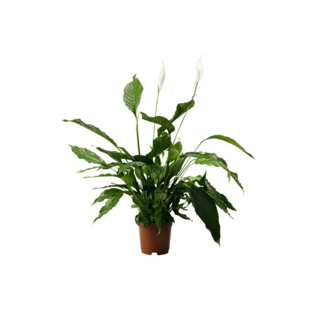 Potted peace lily with lush green leaves and two white blooms on a white background.
