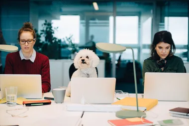 Science Confirms Pets Really Do Make Workplaces More Productive