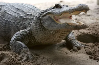 Alligator lying on sandy ground with its mouth open, displaying sharp teeth.