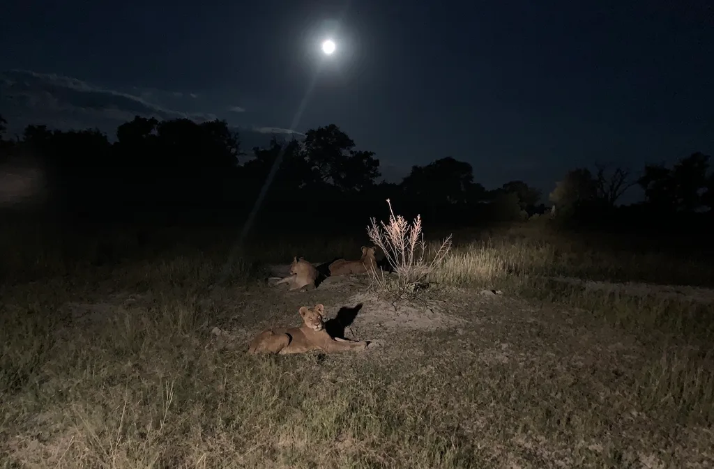 lions by night