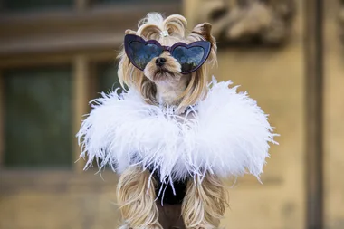 Bridesmaid Dresses For Dogs Exist, So You Furry Best Friend Can Join You On Your Big Day