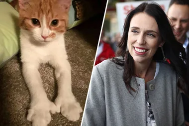 Jacinda Ardern’s Neighbour Allegedly Confesses To Killing Paddles, First Cat Of New Zealand