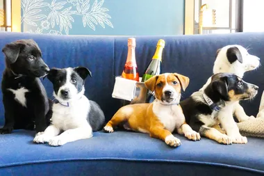 This Hotel Will Deliver Puppies And Prosecco Right To Your Room