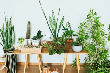 This Is What Indoor Plant You Should Get Based On Your Star Sign