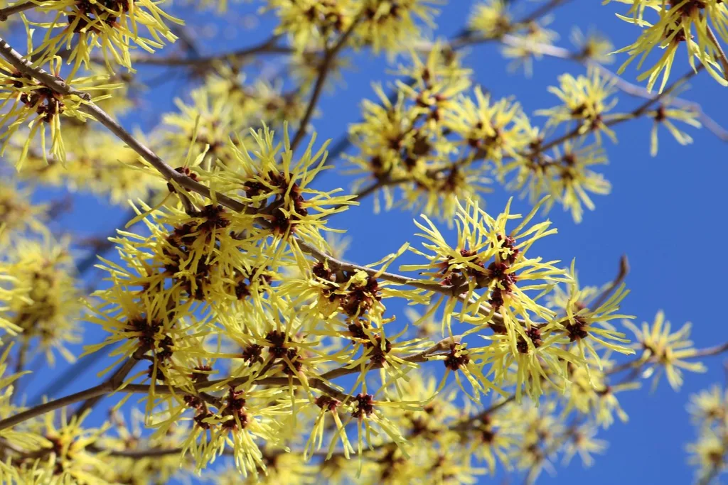 witch hazel flowers