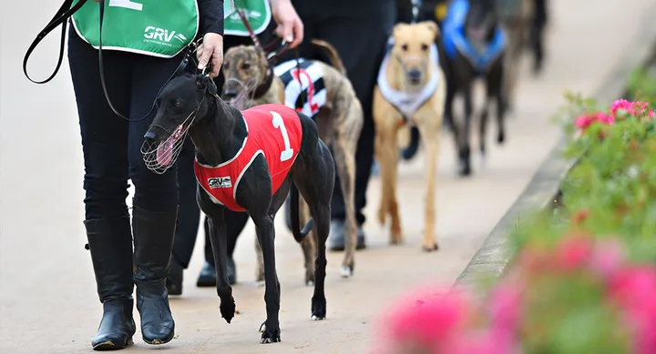 Greyhound dogs being led on a path by handlers, with one in a red number 1 vest.