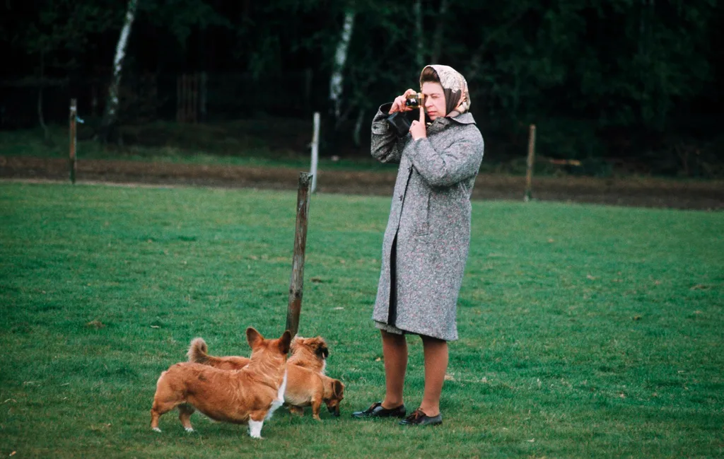 Queen Elizabeth II in Windsor Park photographing her corgis in 1960, in England.