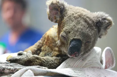 Lewis The Koala Who Was Saved From The NSW Bushfires Has Passed Away