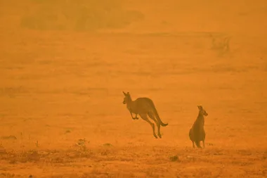 What You Need To Know About Australia’s Wildlife And The Bushfires