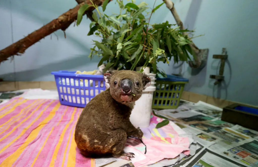 koala hospital