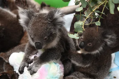 How You Can Help Animals Affected By The Australian Wildfire Crisis