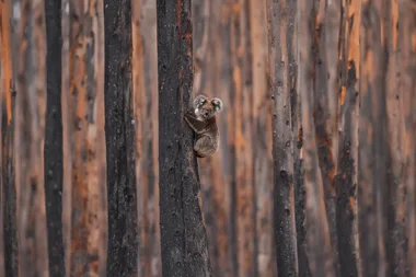 Photographer Launches Campaign To Help Wildlife Affected By The Bushfire Crisis