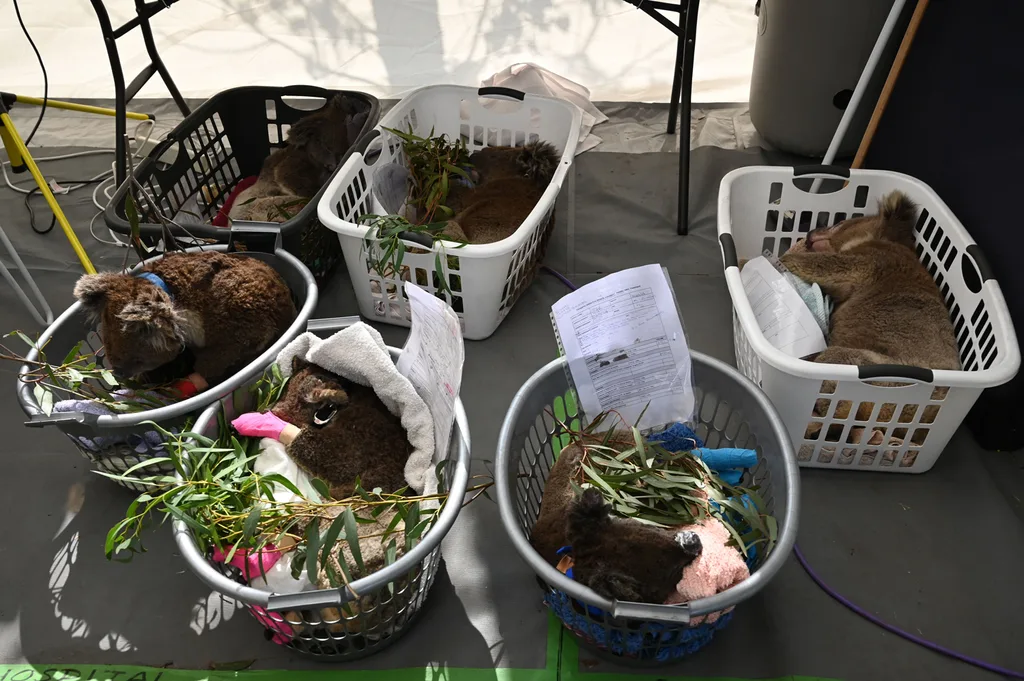 Sedated Koalas sleep in baskets after being treated at a makeshift field hospital at the Kangaroo Island Wildlife Park on Kangaroo Island on January 14, 2020