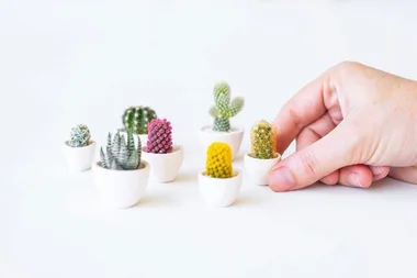 Mini Houseplants Are The Ultimate Stress Reliever For Your Home