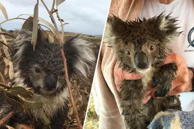 Investigation Launched After “Koala Massacre” Uncovered In Victoria