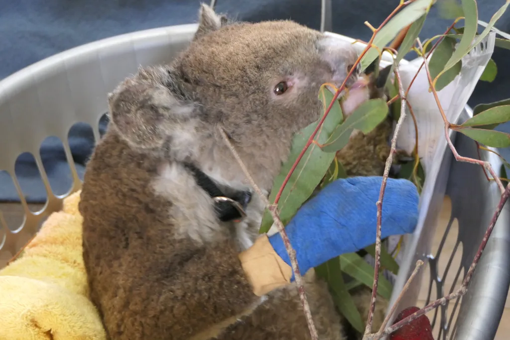 Koala Rescue koala in bucket