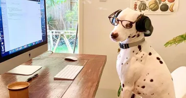 You Need To Be Following ‘Dogs Working From Home’