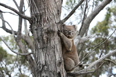 Koalas Rescued From The Australian Bushfires Are Being Released Back Into The Wild