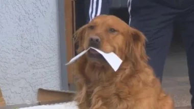 This Video Of A Dog Delivering Groceries To His Quarantined Neighbour Will Make Your Day