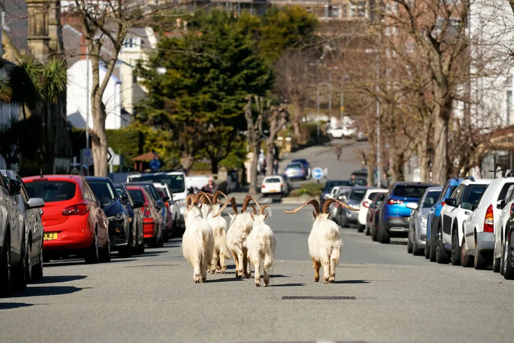 goats Wales coronavirus pandemic