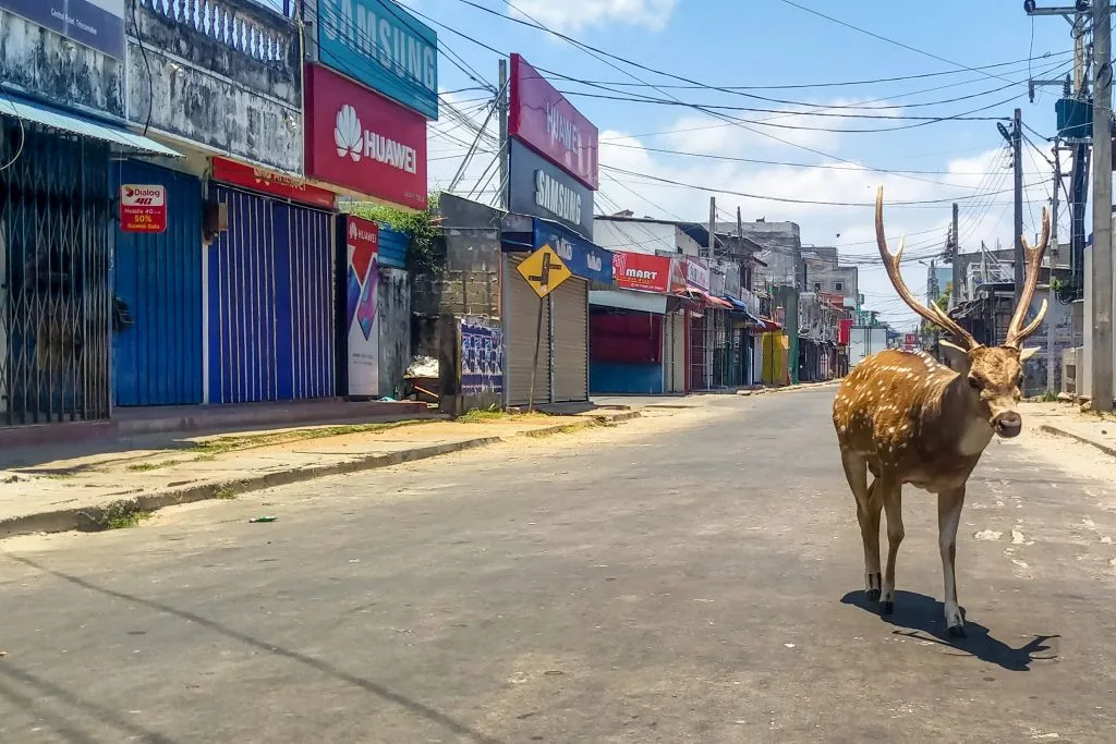 deer sri linka coronavirus pandemic