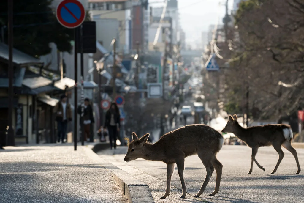 deer Japan coronavirus pandemic