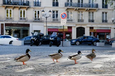 Animals Take Over Major Cities Around The World As We Stay Home